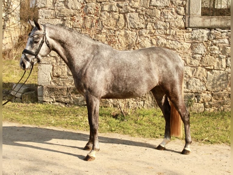 Hanoverian Gelding 4 years 15.2 hh Grey in Rosdorf