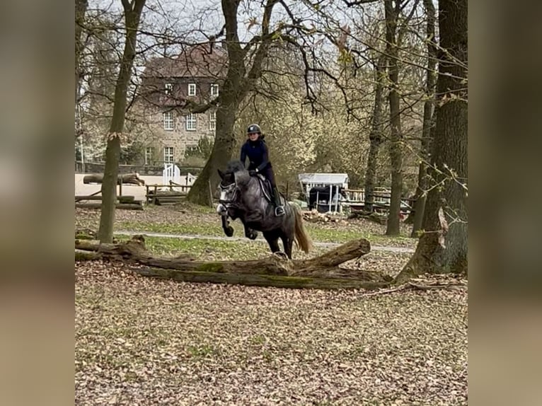 Hanoverian Gelding 4 years 15.2 hh Grey in Rosdorf