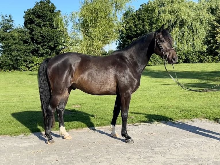 Hanoverian Gelding 4 years 15.2 hh Smoky-Black in Nordenham