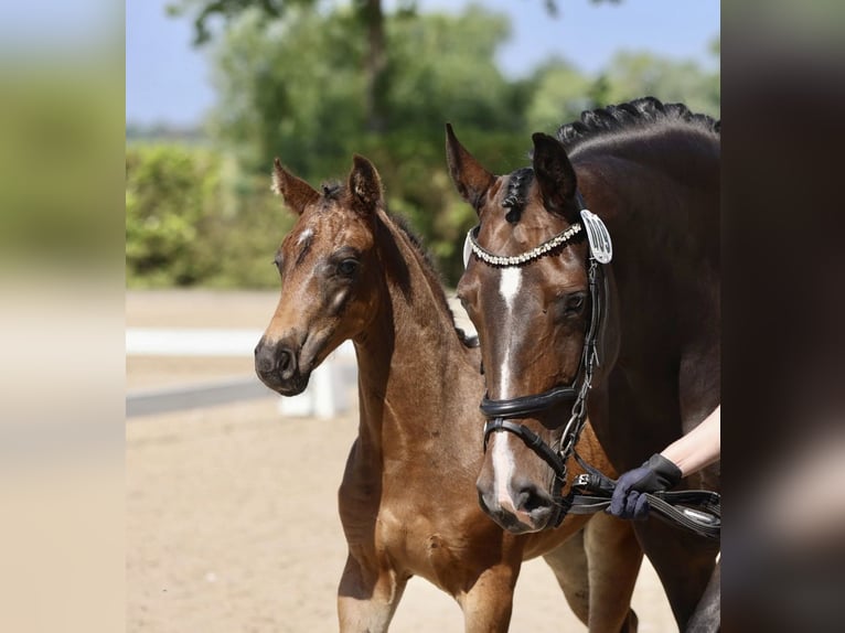 Hanoverian Gelding 4 years 15.2 hh Smoky-Black in Nordenham