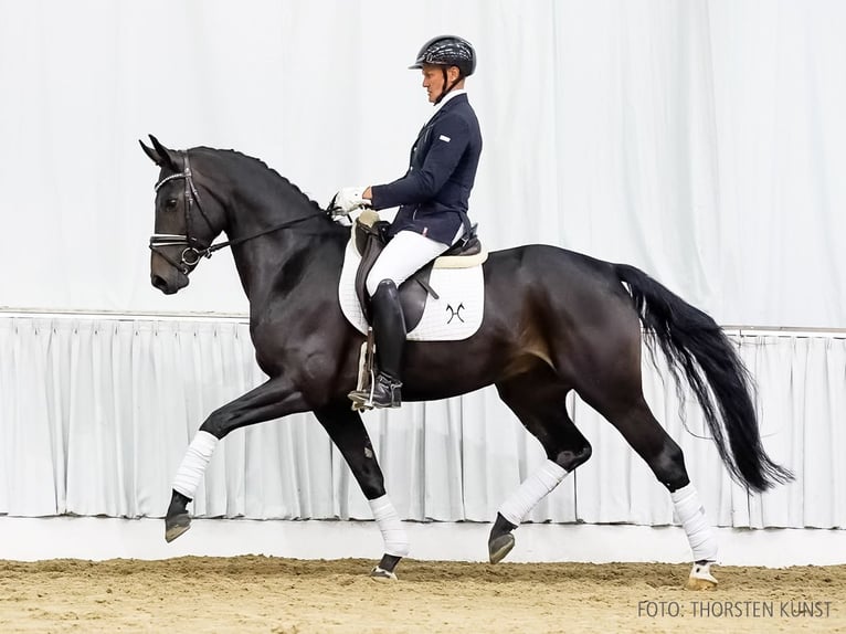 Hanoverian Gelding 4 years 15,2 hh Smoky-Black in Verden