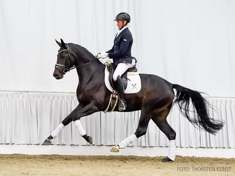 Hanoverian Gelding 4 years 15,2 hh Smoky-Black in Verden