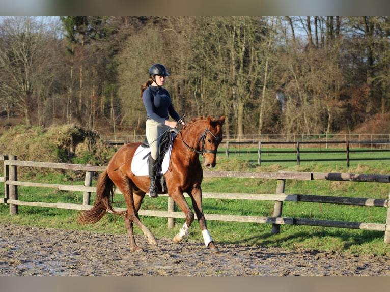 Hanoverian Gelding 4 years 15,1 hh Chestnut-Red in Freren