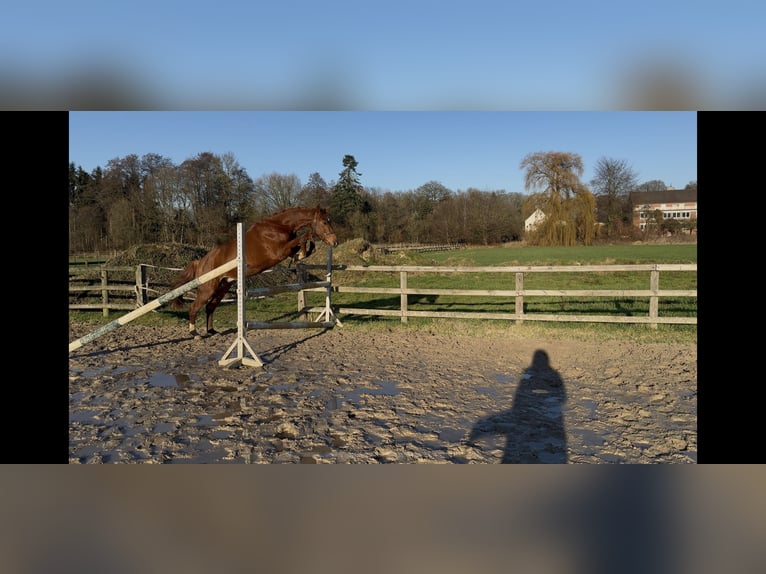 Hanoverian Gelding 4 years 15,1 hh Chestnut-Red in Freren