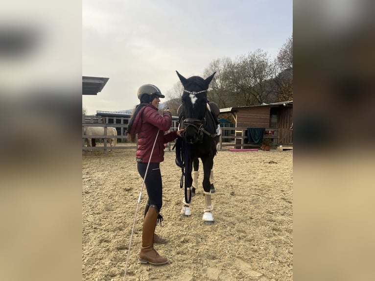 Hanoverian Gelding 4 years 15,2 hh Black in Baierdorf-Umgebung