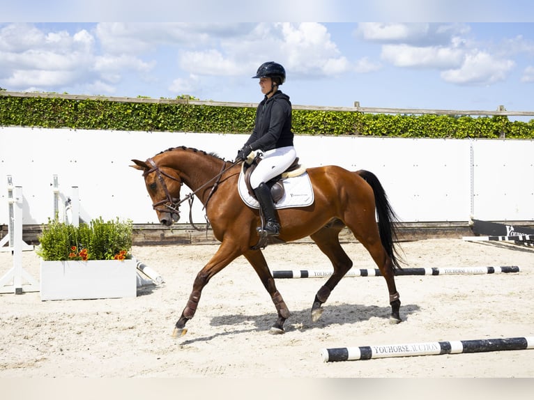 Hanoverian Gelding 4 years 15,2 hh Brown in Waddinxveen