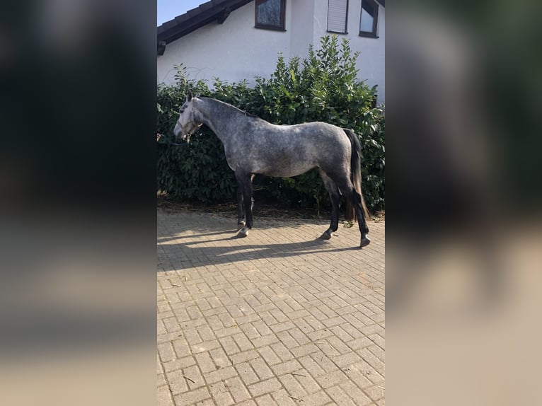 Hanoverian Gelding 4 years 15,2 hh Gray in Edingen-Neckarhausen