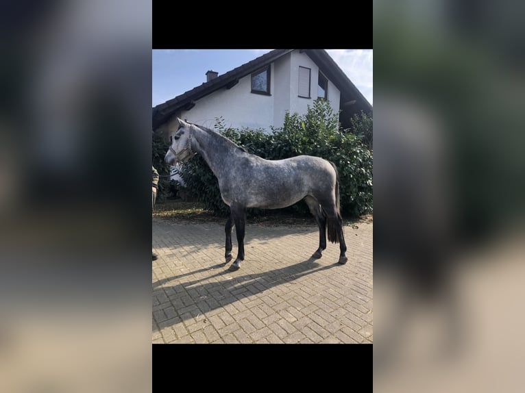 Hanoverian Gelding 4 years 15,2 hh Gray in Edingen-Neckarhausen