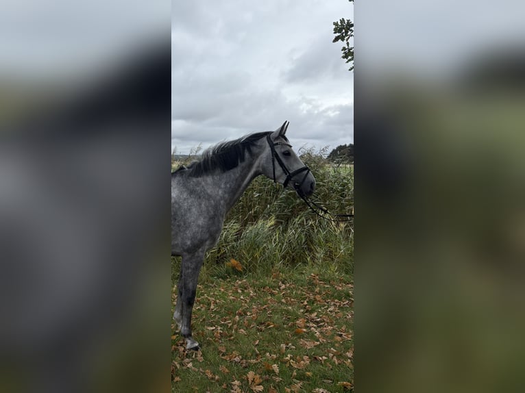 Hanoverian Gelding 4 years 15,2 hh Grey in B&#xFC;lkau
