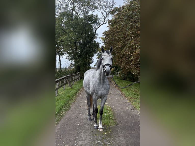 Hanoverian Gelding 4 years 15,2 hh Grey in B&#xFC;lkau
