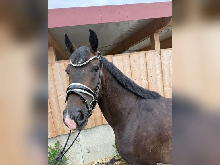 Hanoverian Gelding 4 years 15,3 hh Bay-Dark in Drackenstein