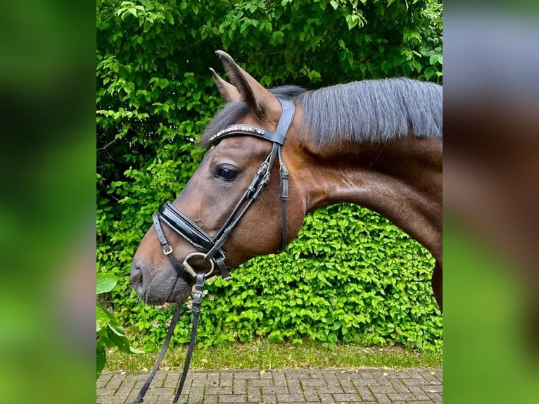 Hanoverian Gelding 4 years 15,3 hh Bay-Dark in Drackenstein
