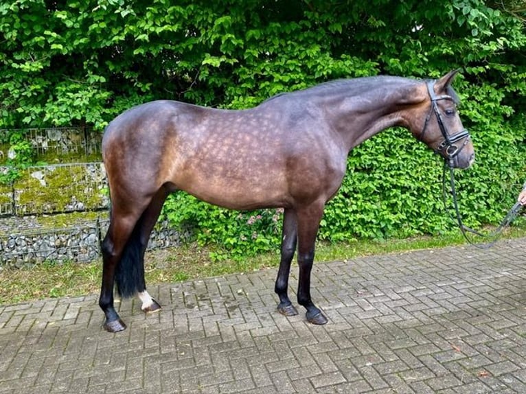 Hanoverian Gelding 4 years 15,3 hh Bay-Dark in Drackenstein