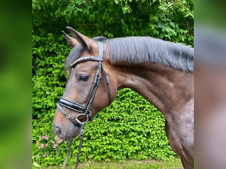Hanoverian Gelding 4 years 15,3 hh Bay-Dark in Drackenstein