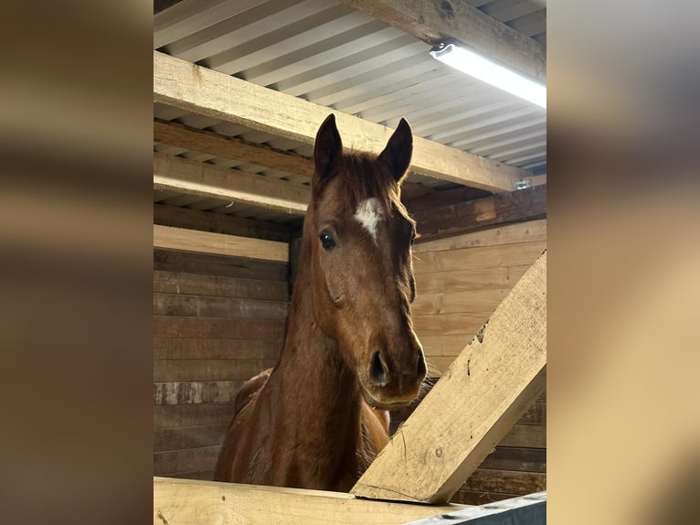 Hanoverian Gelding 4 years 15,3 hh Chestnut-Red in Dormagen
