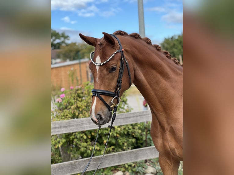 Hanoverian Gelding 4 years 15,3 hh Chestnut-Red in Bargstedt