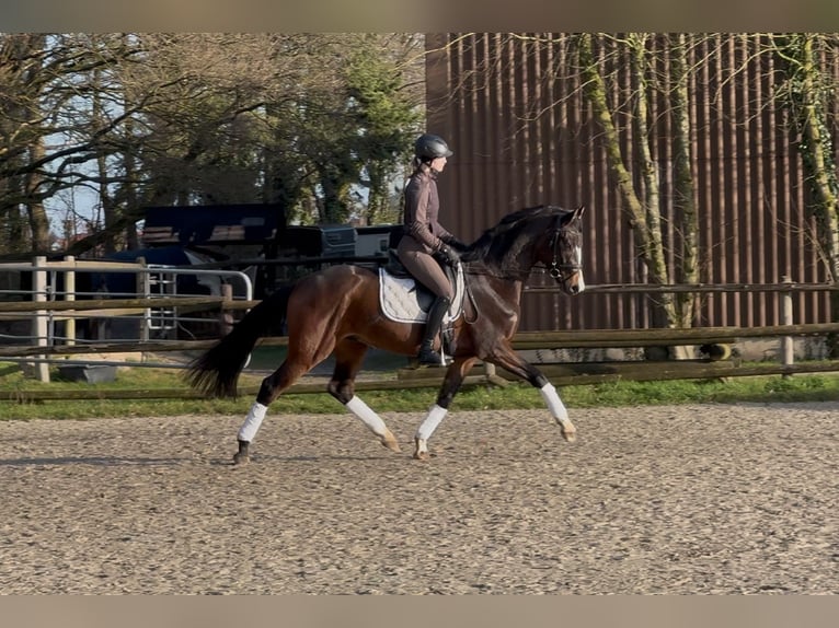 Hanoverian Gelding 4 years 16,1 hh Bay-Dark in Hoya