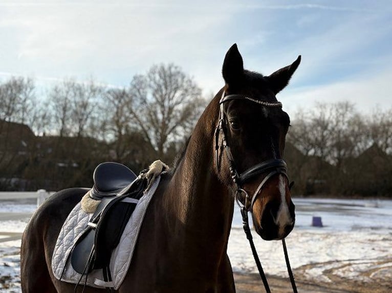 Hanoverian Gelding 4 years 16.1 hh Bay-Dark in Verden (Aller)