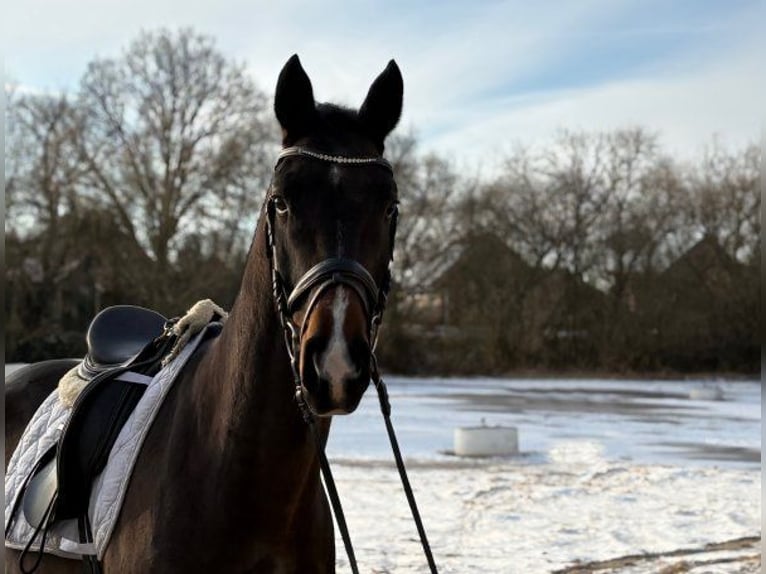 Hanoverian Gelding 4 years 16.1 hh Bay-Dark in Verden (Aller)