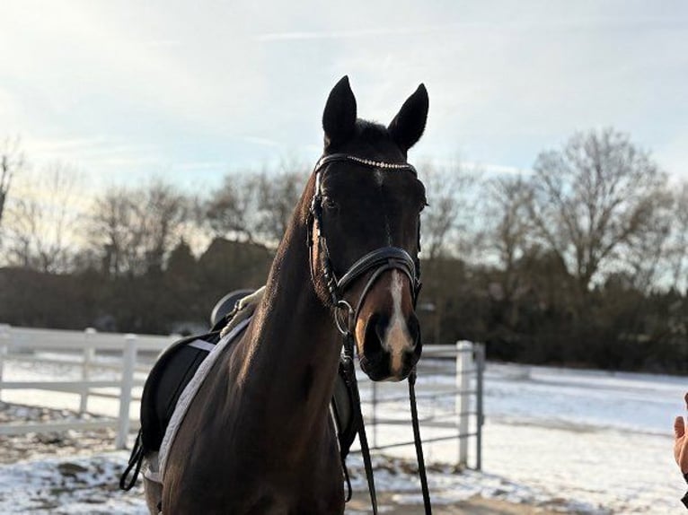 Hanoverian Gelding 4 years 16.1 hh Bay-Dark in Verden (Aller)