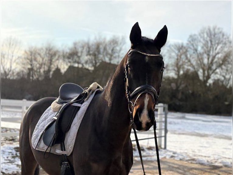 Hanoverian Gelding 4 years 16.1 hh Bay-Dark in Verden (Aller)