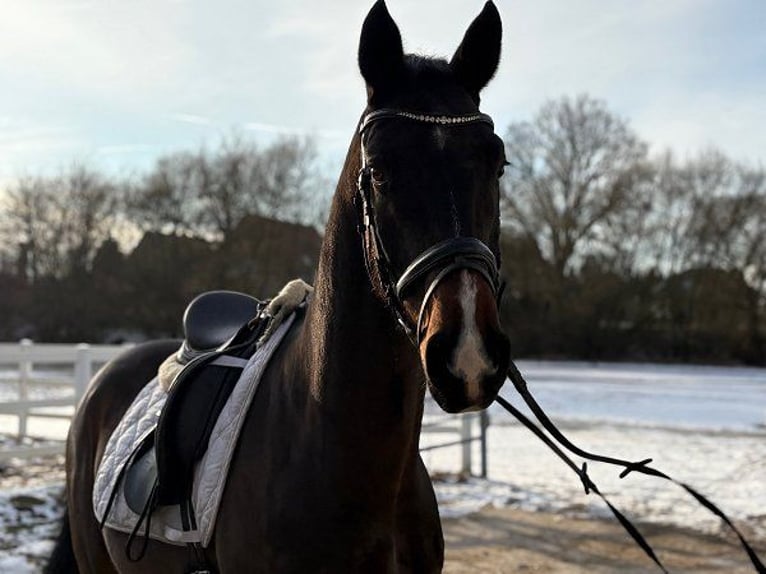 Hanoverian Gelding 4 years 16.1 hh Bay-Dark in Verden (Aller)