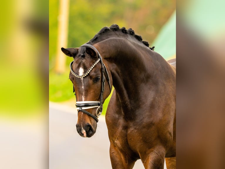 Hanoverian Gelding 4 years 16.1 hh Bay-Dark in Gleichen