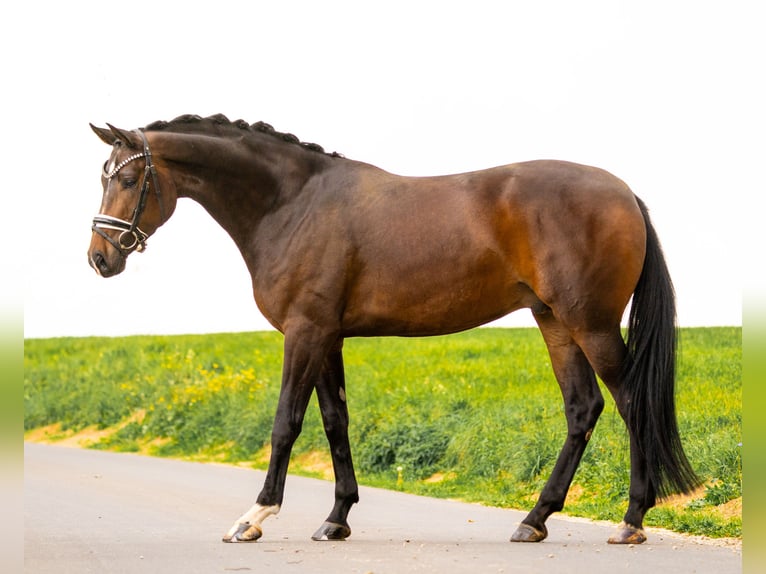 Hanoverian Gelding 4 years 16.1 hh Bay-Dark in Gleichen