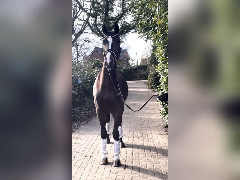 Hanoverian Gelding 4 years 16,1 hh Bay-Dark in Kirchlinteln