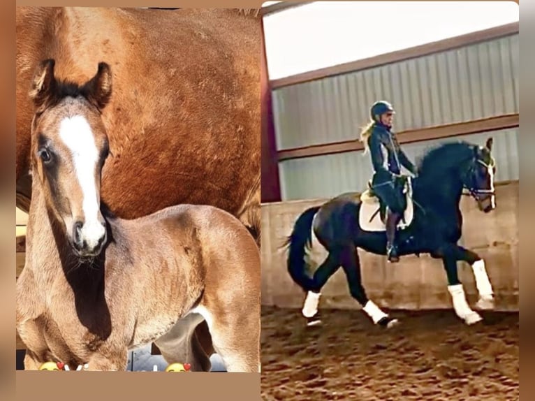 Hanoverian Gelding 4 years 16,1 hh Bay-Dark in Kirchlinteln