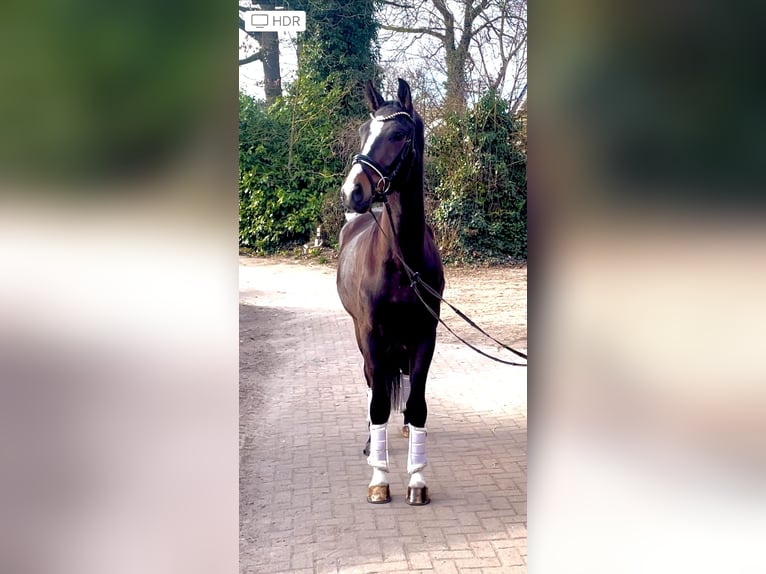 Hanoverian Gelding 4 years 16,1 hh Bay-Dark in Kirchlinteln