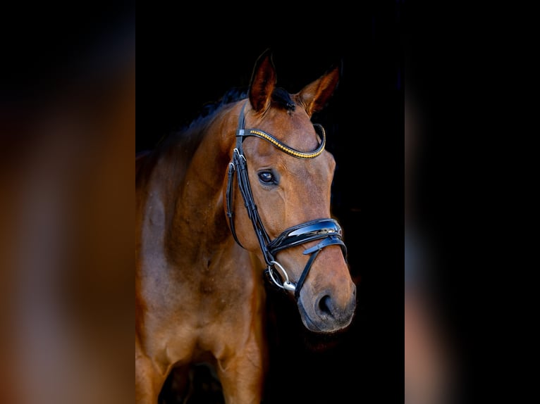 Hanoverian Gelding 4 years 16.1 hh Bay-Dark in Rosenheim