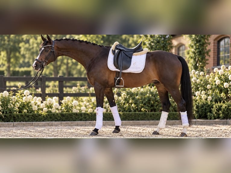 Hanoverian Gelding 4 years 16.1 hh Bay-Dark in Wentorf bei Hamburg