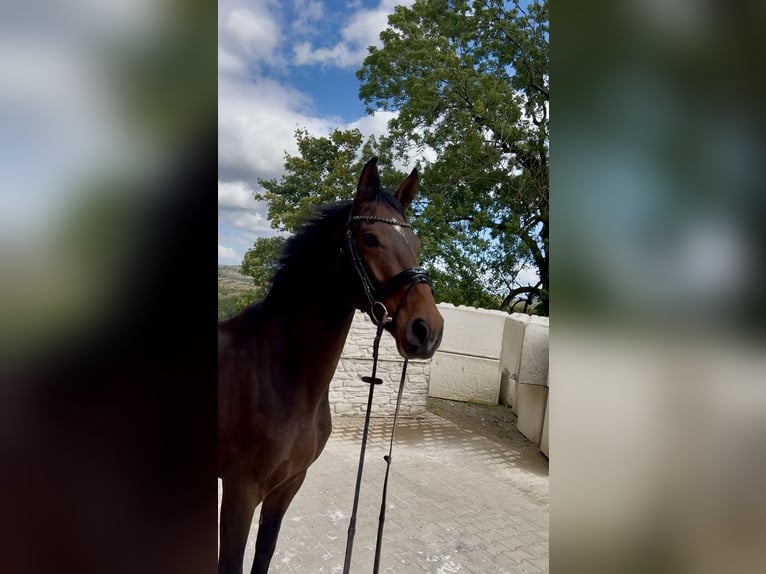 Hanoverian Gelding 4 years 16.1 hh Bay-Dark in Meinerzhagen