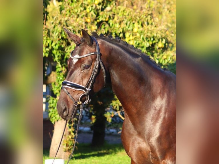 Hanoverian Gelding 4 years 16,1 hh Bay-Dark in Selsingen