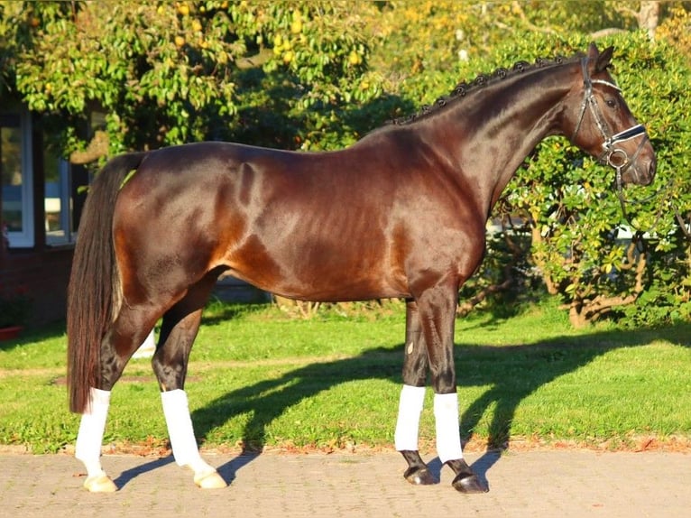 Hanoverian Gelding 4 years 16,1 hh Bay-Dark in Selsingen