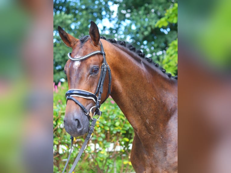 Hanoverian Gelding 4 years 16,1 hh Bay-Dark in Selsingen