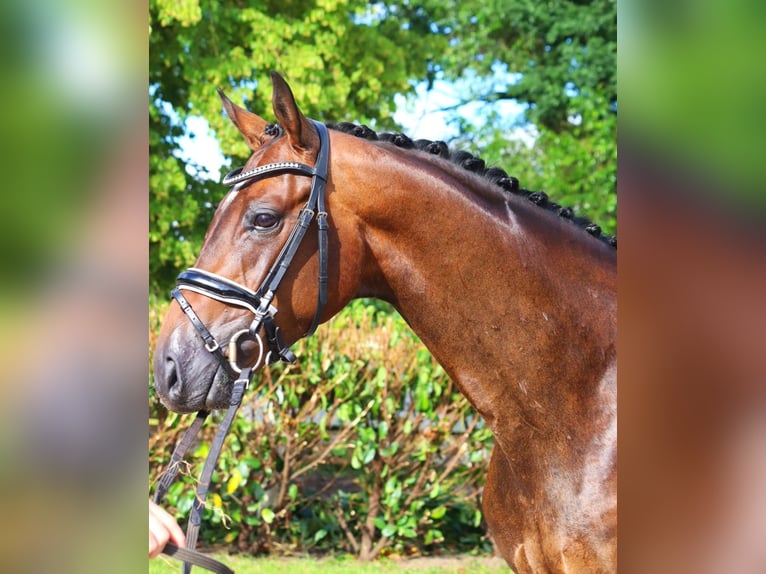 Hanoverian Gelding 4 years 16,1 hh Bay-Dark in Selsingen