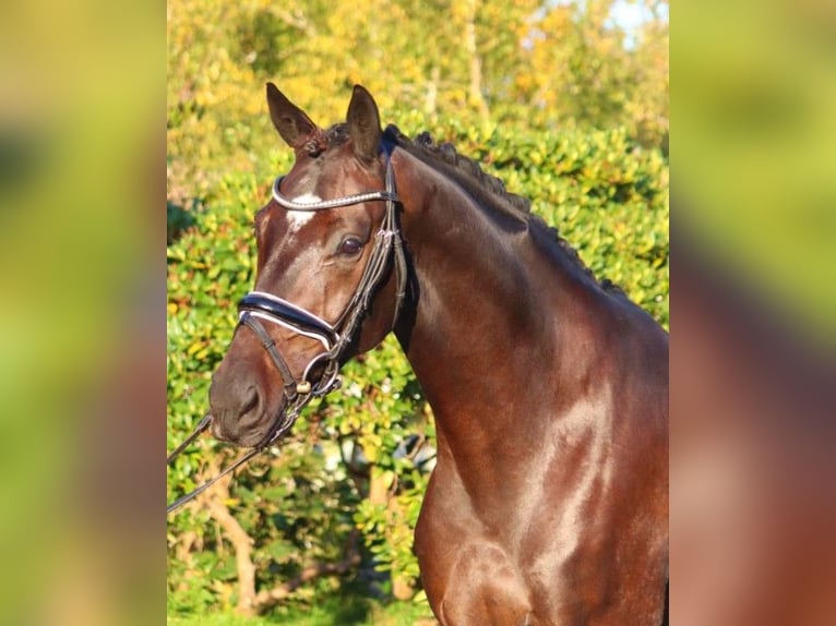 Hanoverian Gelding 4 years 16,1 hh Bay-Dark in Selsingen