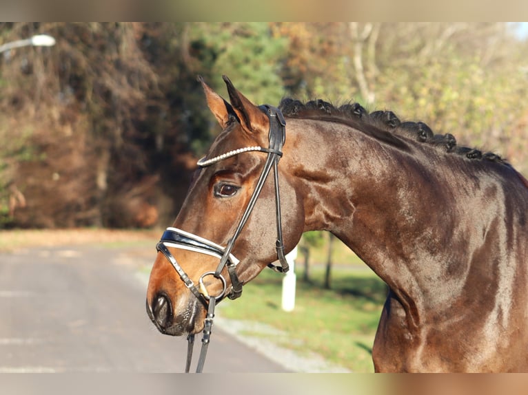 Hanoverian Gelding 4 years 16,1 hh Bay-Dark in Reeßum