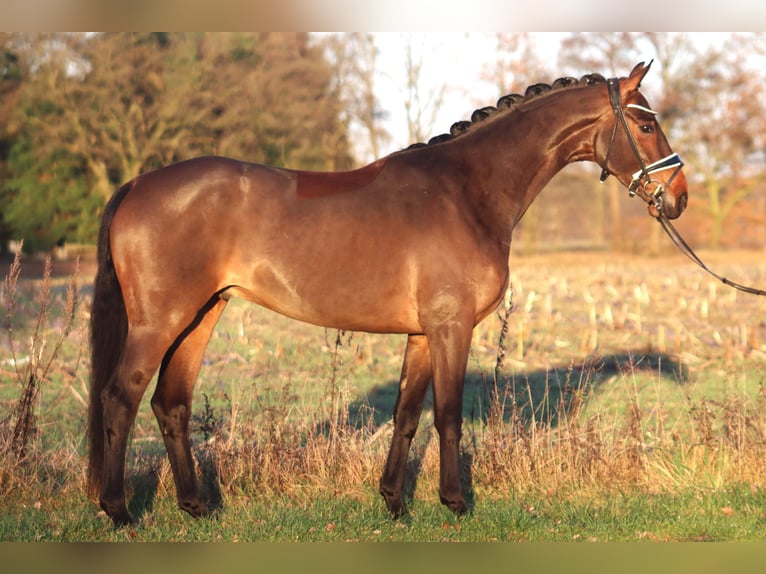 Hanoverian Gelding 4 years 16,1 hh Bay-Dark in Reeßum