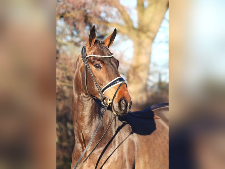 Hanoverian Gelding 4 years 16,1 hh Bay-Dark in Reeßum