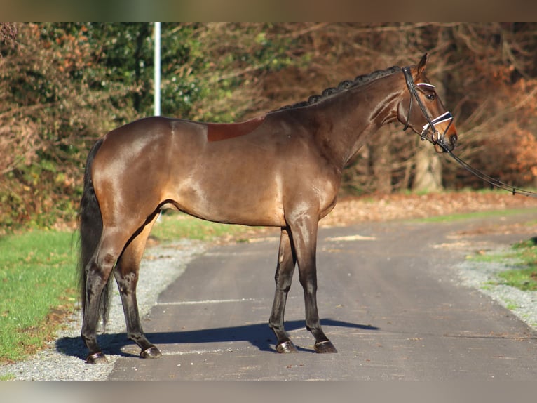 Hanoverian Gelding 4 years 16,1 hh Bay-Dark in Reeßum