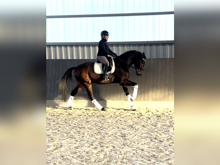 Hanoverian Gelding 4 years 16,1 hh Bay-Dark in Wolfsburg