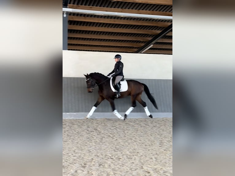 Hanoverian Gelding 4 years 16,1 hh Bay-Dark in Wolfsburg