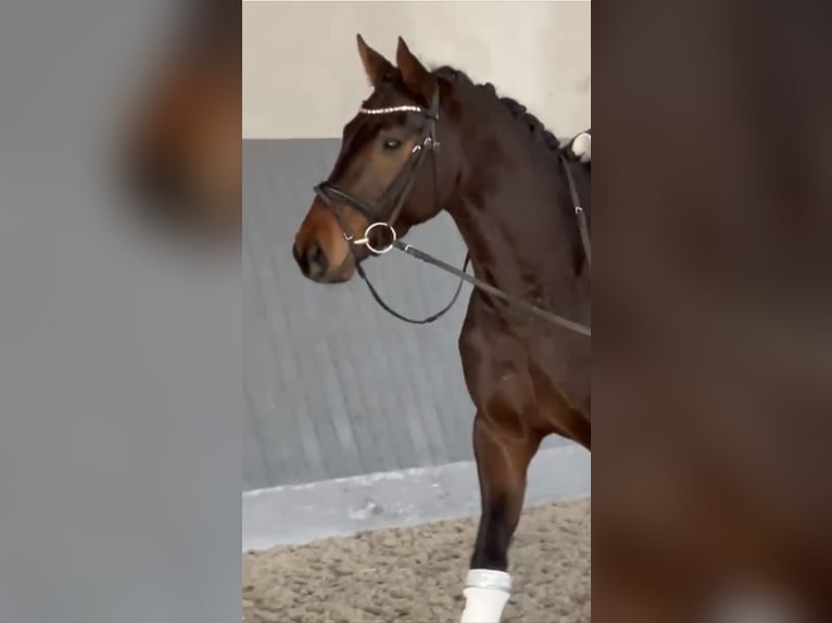 Hanoverian Gelding 4 years 16,1 hh Bay-Dark in Wolfsburg