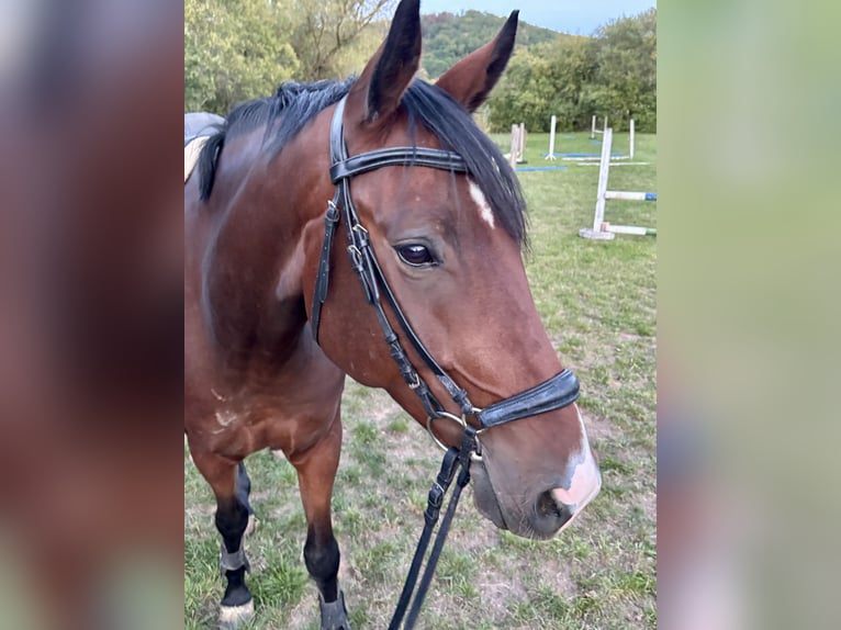 Hanoverian Gelding 4 years 16.1 hh Bay-Dark in Trautskirchen