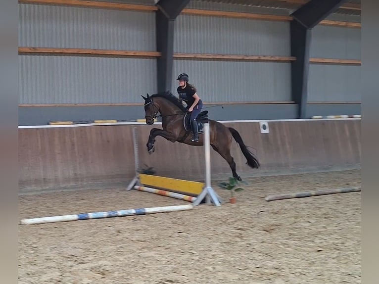 Hanoverian Gelding 4 years 16.1 hh Bay-Dark in Hamersen