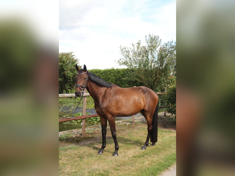 Hanoverian Gelding 4 years 16.1 hh Bay-Dark in Hamersen