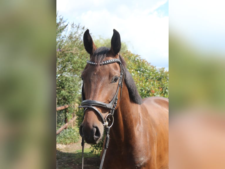 Hanoverian Gelding 4 years 16.1 hh Bay-Dark in Hamersen